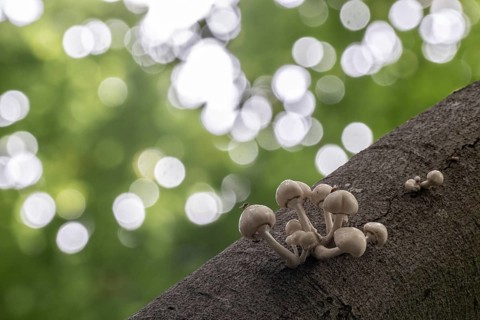 Ringed beech slime moulds (Oudemansiella mucida), Emsland, Lower Saxony, Germany