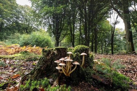 Sulphur tuft (Hypholoma fasciculare) Emsland, Lower Saxony, Germany