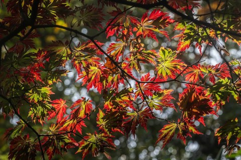 Aconite-leaved maple (Acer japonicum Aconitifolium), Emsland, Lower Saxony, Germany