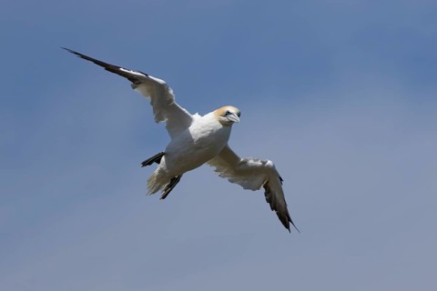 Northern gannet (Morus bassanus) adult sea bird flying, England, United Kingdom