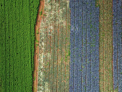 Top down view of red and green cabbage field from a drone, Devon, England, United Kingdom