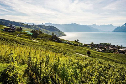 Picturesque village in the vineyards by the lake, Epesses, Lavaux, UNESCO World Heritage Site, Lake