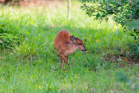A female Red Forest Duiker (Cephalophus natalensis) stands in a green meadow, eating grass and