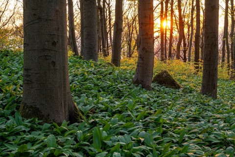 The light of the sun shines in an idyllic beech forest in spring with lush green wild garlic on the