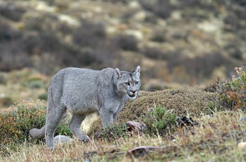Cougar (Cougar concolor), Torres del Paine National Park, Chile, South America