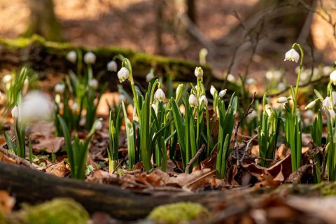 Close-up of spring knotweed (Leucojum vernum) in the forest, also known as marzenbecher, in