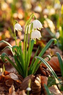 Close-up of spring knotweed (Leucojum vernum) in the forest, also known as marzenbecher, in