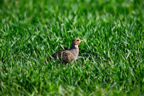 Grey partridge (Perdix perdix) Germany