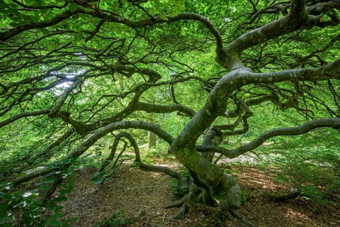 Faux de Verzy beech forest, Verzy, Marne, France
