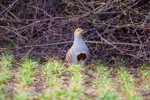 Grey partridge (Perdix perdix) Germany