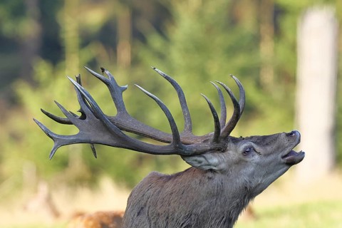 Red deer (Cervus elaphus) during the rutting season, a large stag roaring in a forest clearing,