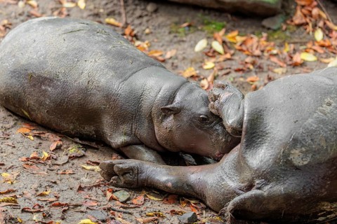 A female pygmy hippopotamus (Choeropsis liberiensis) nurses its calf. Liberia, West-Afrika