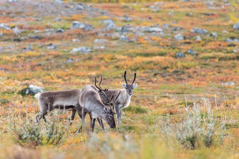 Reindeer herd at Abisko National Park in the colourful autumn of Lapland below Lapporten,
