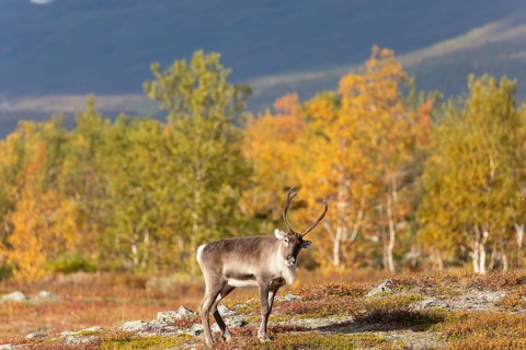 Reindeer at Abisko National Park in the colourful autumn of Lapland below Lapporten, Cuonjávággi