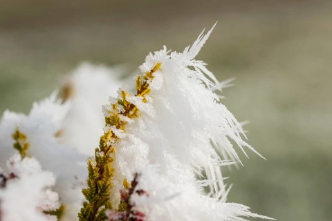 Ice crystals from roarfrost on a winter-flowering heather (Erica carnea) branch at sunshine in