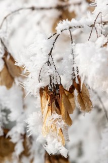 Ice crystals from roarfrost on Amur maple (Acer tataricum subsp. ginnala) seeds at sunshine in