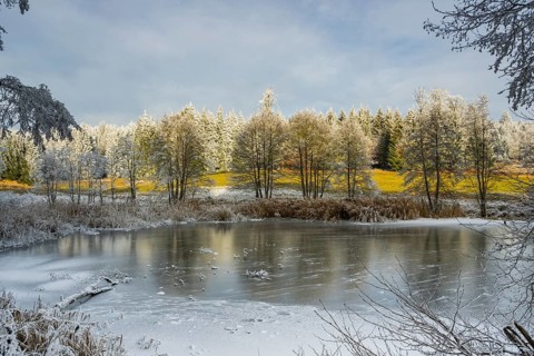 A frozen pont in a valley surrounded by a mixed forest with norway spruce (Picea abies) and