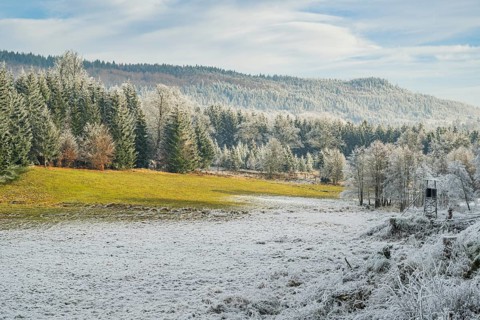 Meadow in a valley surrounded by a mixed forest with norway spruce (Picea abies) and European beech