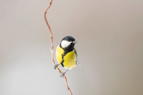 Great tit (Parus major) sitting on a branch, Bavaria, Germany