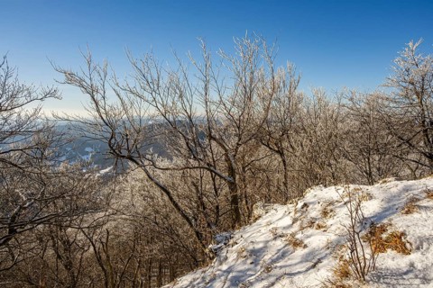 European beech (Fagus sylvatica) trees in a forest with hoarfrost on the branches in winter, Vápec,