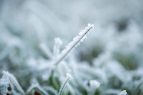 Ice crystals from roarfrost on grass blades in winter, Bavaria, Germany