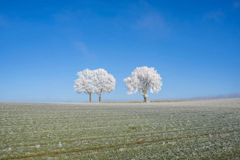 Silver lime trees (Tilia tomentosa) with hoarfrost on the branches standing on a meadow on a sunny