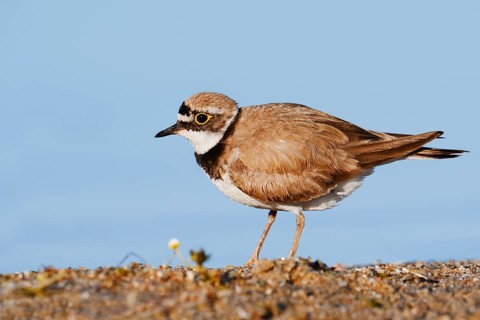 Little Ringed Plover (Charadrius dubius), North Rhine-Westphalia, Germany
