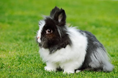 Lionhead rabbit (Oryctolagus cuniculus forma domestica) in a meadow, North Rhine-Westphalia,