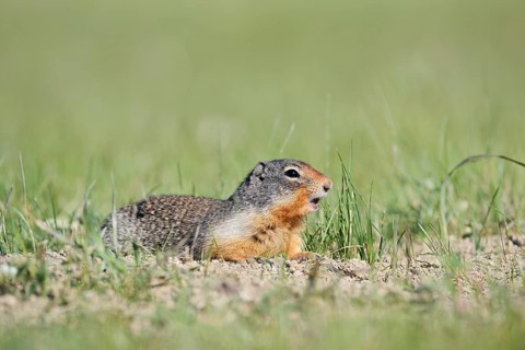 Columbia ground squirrel (Urocitellus columbianus, Spermophilus columbianus), Jasper National Park,