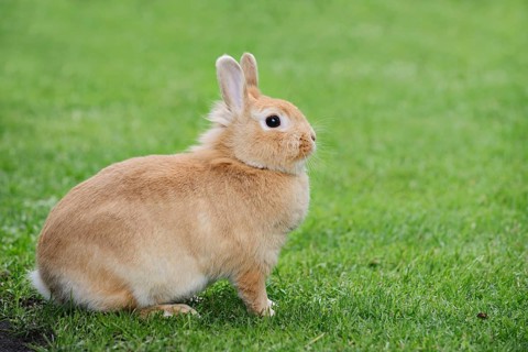 Dwarf rabbit (Oryctolagus cuniculus forma domestica) in a meadow, North Rhine-Westphalia, Germany