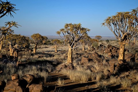 Quiver trees (Aloe dichotoma), quiver tree forest near Keetmanshoop, Karas Region, Namibia