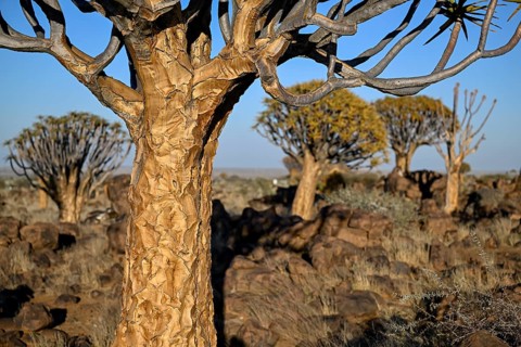 Quiver trees (Aloe dichotoma), quiver tree forest near Keetmanshoop, Karas Region, Namibia