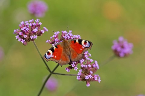 Butterfly, peacock butterfly (Aglais io), Purpletop vervain (Verbena bonariensis), Burgstemmen,