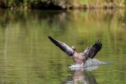 An adult greylag goose (Anser anser) lands on a lake on a sunny day. Bavaria, Germany