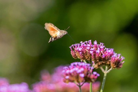 Butterfly, pigeon tail (Macroglossum stellatarum), also known as hummingbird butterfly or