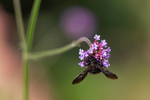 Wood bee (Xylocopa), Purpletop vervain (Verbena bonariensis), Burgstemmen, Nordstemmen, Lower