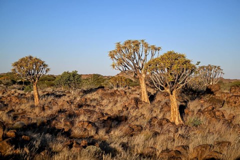 Quiver trees (Aloe dichotoma), quiver tree forest near Keetmanshoop, Karas Region, Namibia