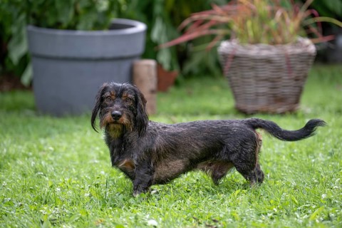 Rough-haired dachshund (Canis lupus familiaris) male, 4 years, attentive, in a meadow, in garden,
