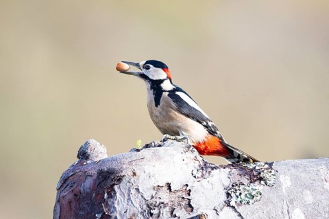 Great spotted woodpecker (Dendrocopus major) ml Germany