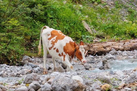 Holstein Friesian cattle crossing a creek on an alpine pasture. Eng valley, Austria