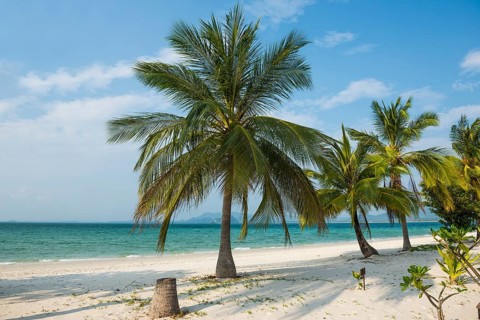 White sandy beach and coconut palms, Pearl Beach, Koh Mook, Trang Province, Southern Thailand,