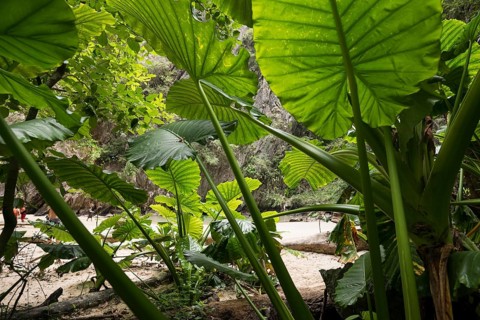 Sandy beach beach with cave in the rainforest, Emerald Cave, Koh Mook, Trang Province, Southern