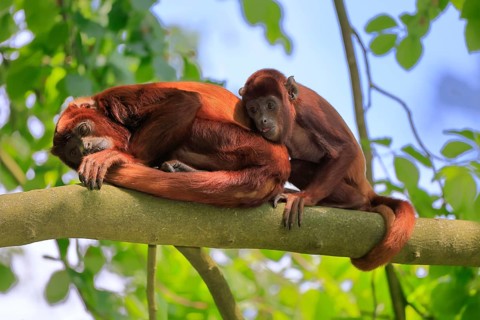 Venezuelan red howler (Alouatta seniculus), adult, female, juvenile, on tree, resting, South