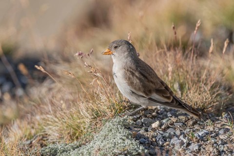 A young white snowfinch (Montifringilla nivalis) searches for food between rocks and grass. The