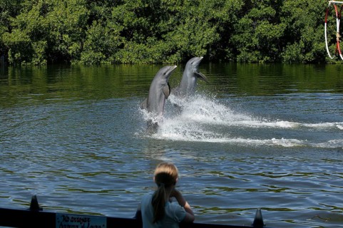 Dolphin, Bottlenose dolphin (Tursiops truncatus), 2 animals performing tricks, Cuba, Caribbean,
