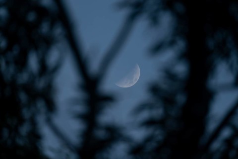 Crescent moon obscured by silhouette of branches against a dark night sky, Dhaka, bangladesh