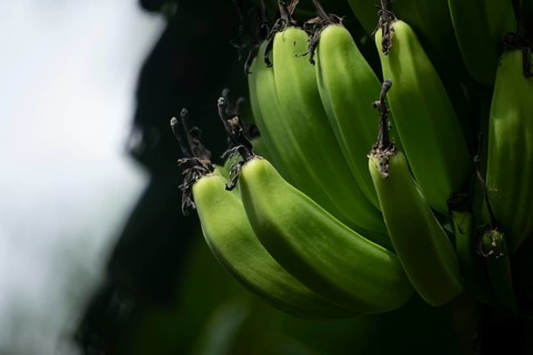 Close-up of vibrant green bananas in a cluster under natural lighting, Dhaka, Bangladesh