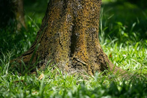 A tree trunk with textured bark surrounded by green grass, illuminated by sunlight