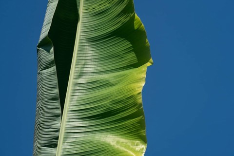 Close-up of a single green banana leaf against a clear blue sky