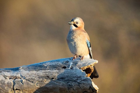 Eurasian jay (Garrulus glandarius) Germany